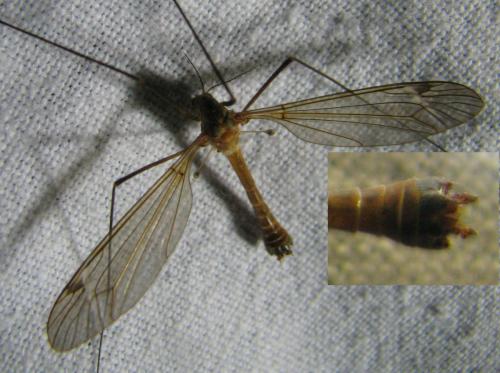Tipula fascipennis